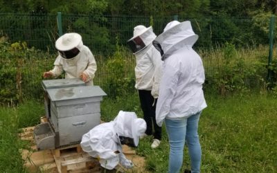 Atelier apiculture à la ferme et dégustation du miel